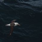 Gelbnasenalbatros  .DSC_7595-2