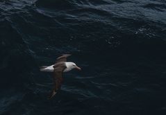 Gelbnasenalbatros  .DSC_7595-2