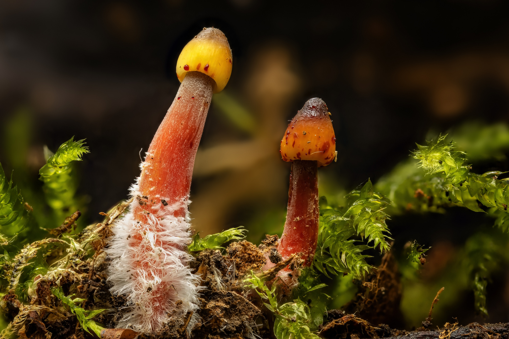 Gelborangemilchende Helmlinge (Mycena crocata)