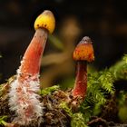 Gelborangemilchende Helmlinge (Mycena crocata)