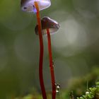 Gelborangemilchender Helmling (Mycena crocata)