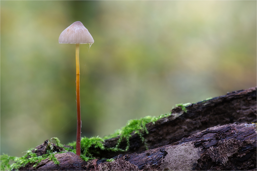 Gelborangemilchender Helmling (Mycena crocata)