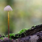 Gelborangemilchender Helmling (Mycena crocata)