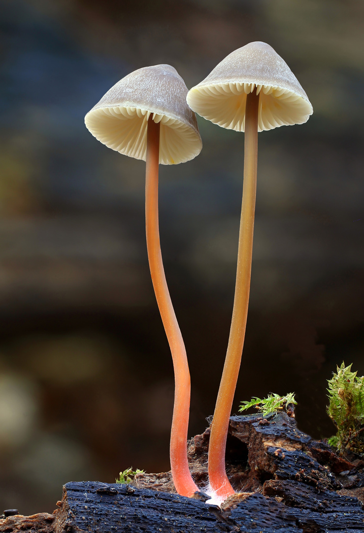 Gelborangemilchender Helmling (Mycena crocata)