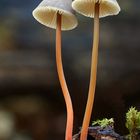 Gelborangemilchender Helmling (Mycena crocata)