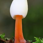 Gelborangemilchender Helmling (Mycena crocata) 