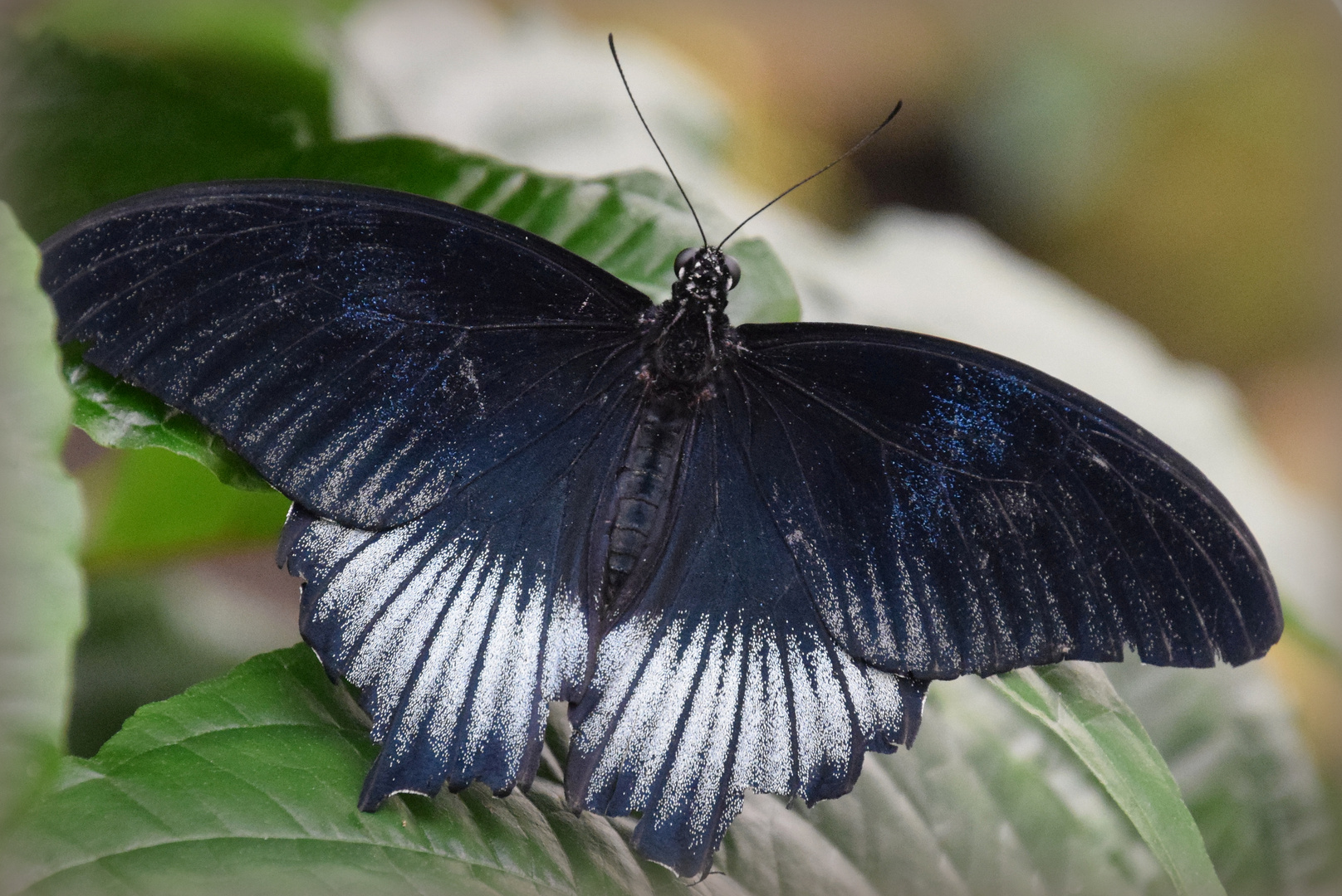 .. Gelbrand Schwalbenschwanz Papilio lowi..