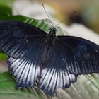 .. Gelbrand Schwalbenschwanz Papilio lowi..