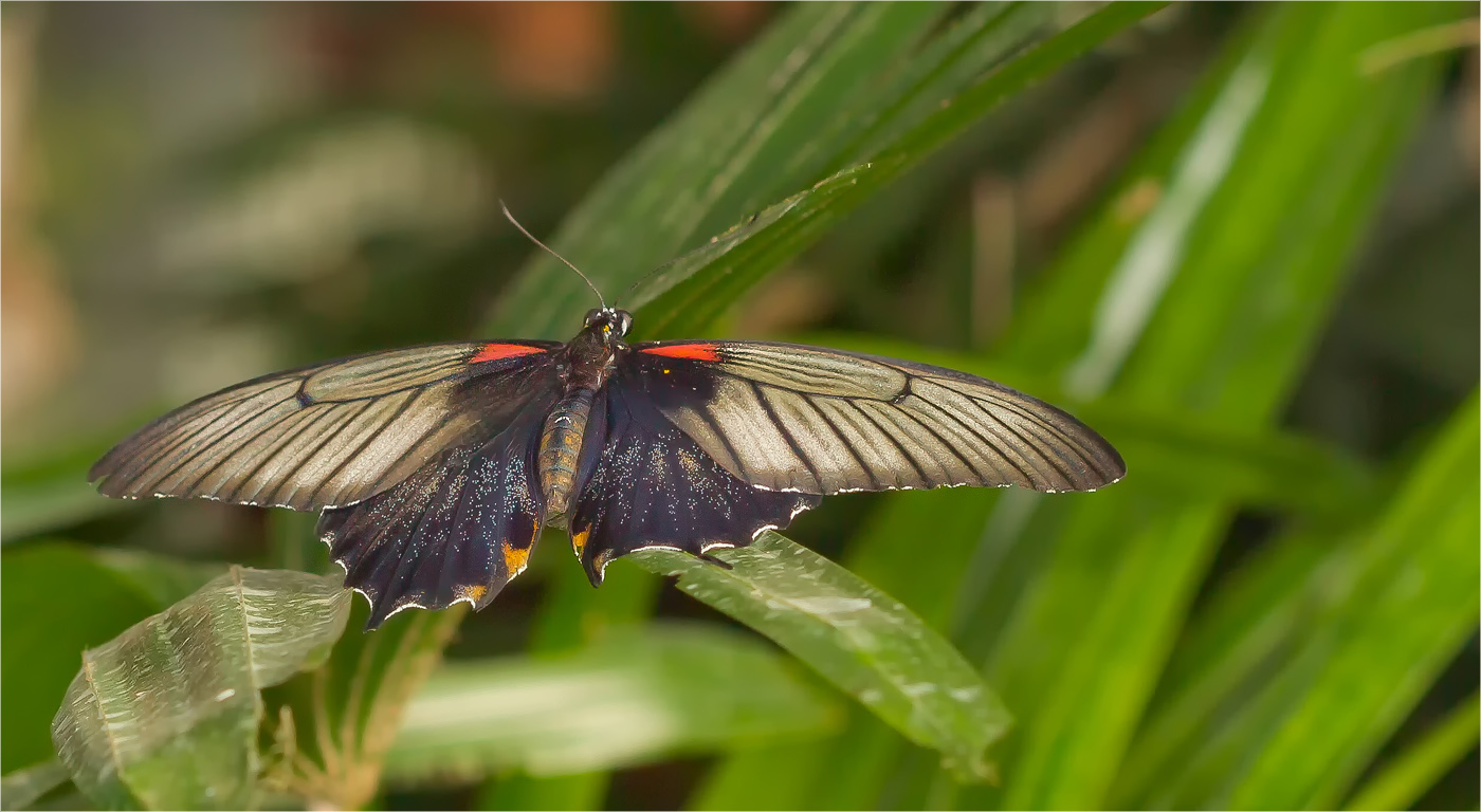 Gelbrand Schwalbenschwanz ( Papilio lowii )