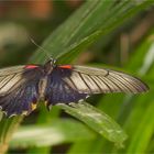 Gelbrand Schwalbenschwanz ( Papilio lowii )