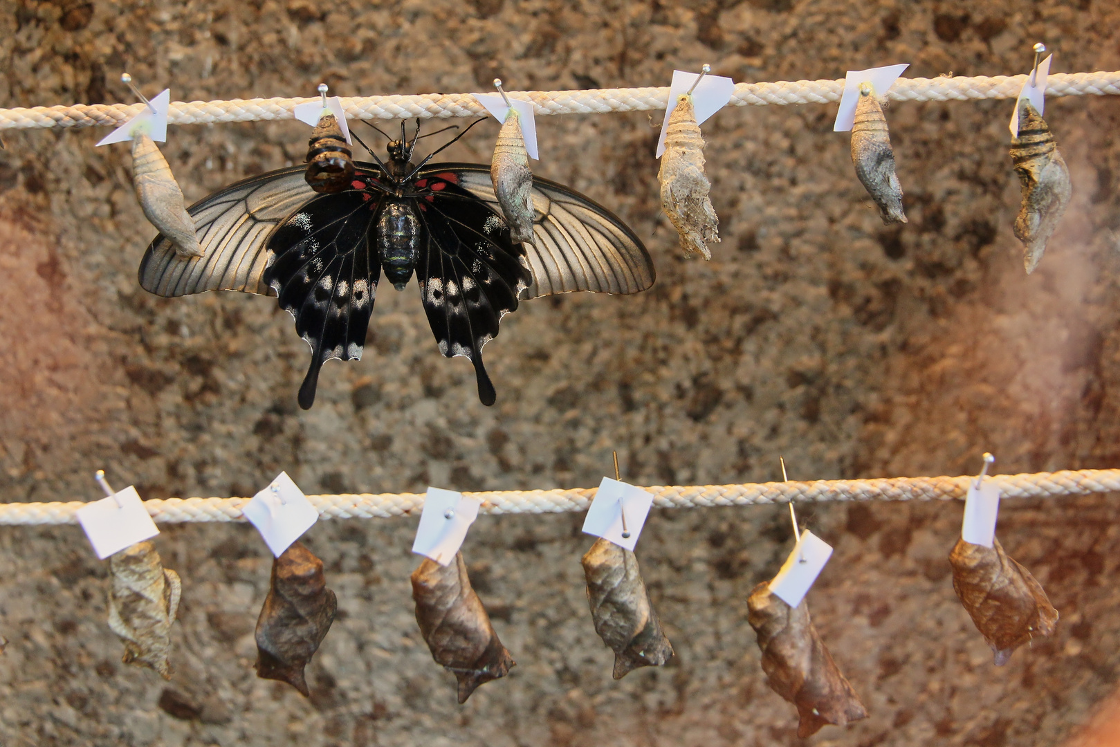 Gelbrand-Schwalbenschwanz, Papilio lowii (IMG_5209n_ji