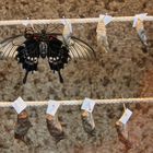 Gelbrand-Schwalbenschwanz, Papilio lowii (IMG_5209n_ji
