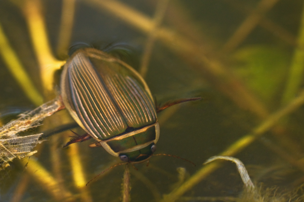 Gelbrandkäfer (dytiscus marginalis) Foto & Bild tiere, wildlife