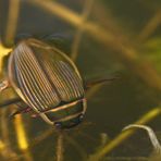 Gelbrandkäfer (dytiscus marginalis)