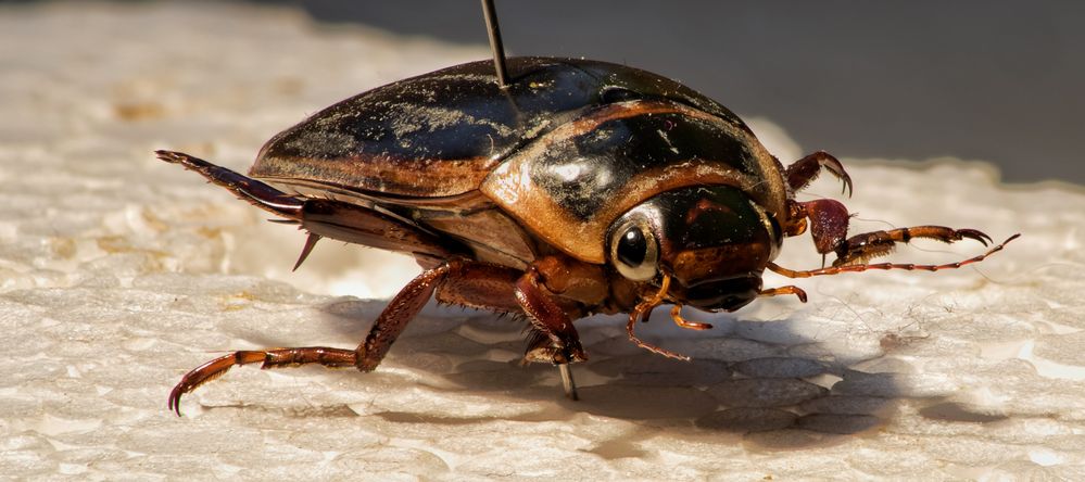 Gelbrandkäfer (Dytiscus marginalis) Präparat 