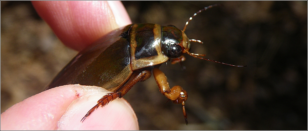 Gelbrandkäfer im Wald