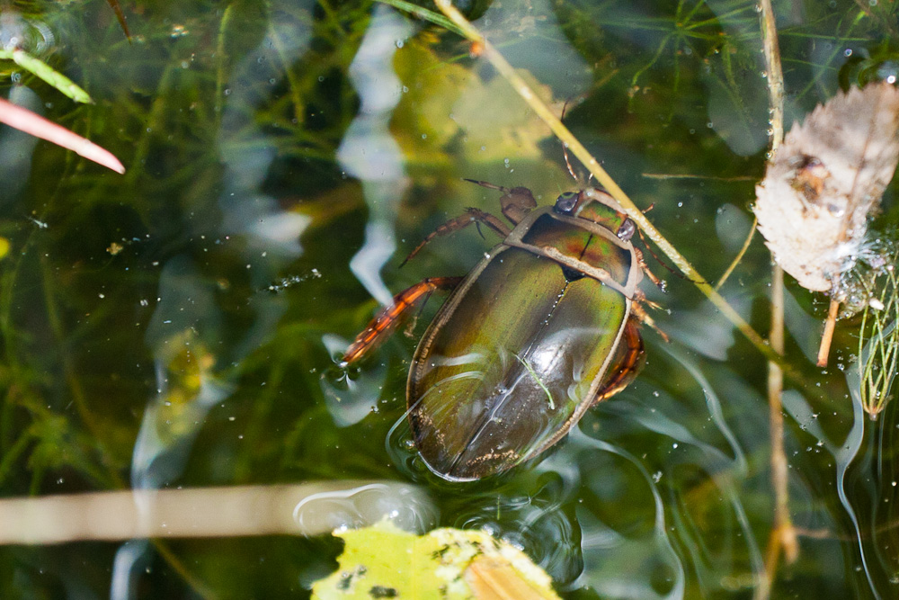 Gelbrandkäfer Männchen (Dytiscus marginalis)