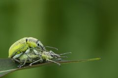 Gelbrandrüsselkäfer