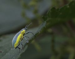 Gelbrandrüssler (Chlorophanus viridis)