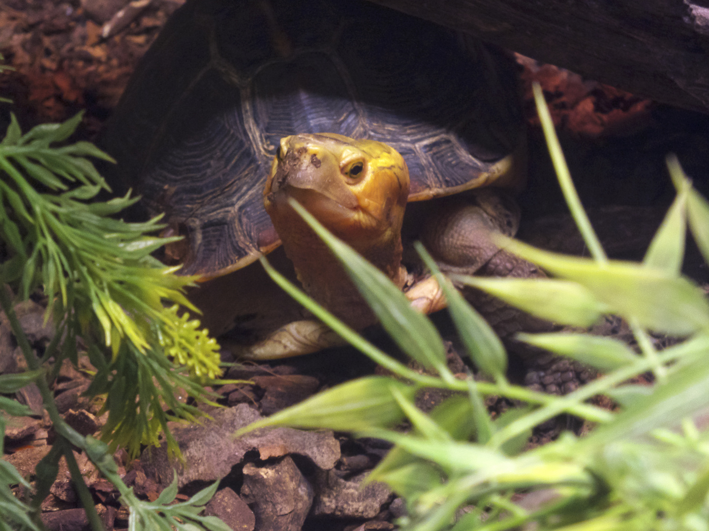 Gelbrandscharnierschildkröte - eine neugierige Schildkrötenart