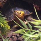 Gelbrandscharnierschildkröte - eine neugierige Schildkrötenart