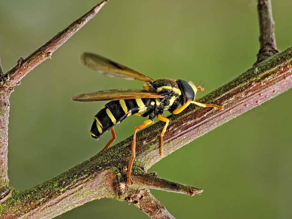 Gelbrandschwebfliege