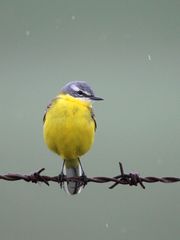 Gelbrausch auch im Regen