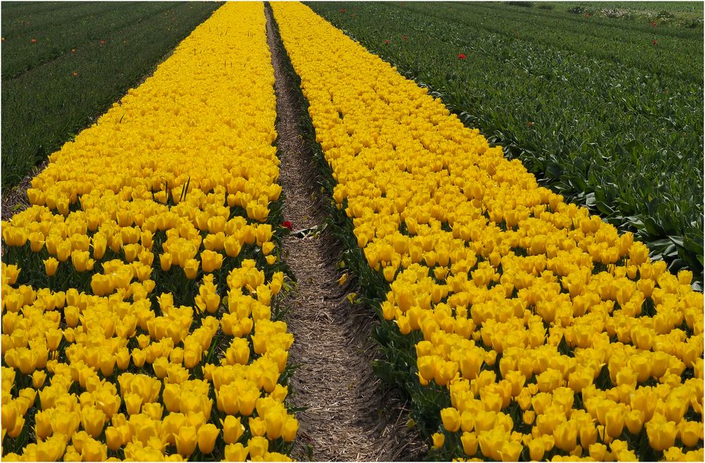 Gelbrauschige Tulpenfelder