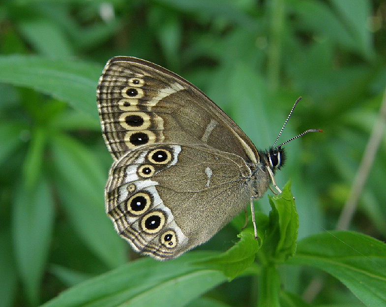 Gelbringfalter (Lopinga achine)