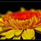 Gelbrote Gerbera mit Tropfen