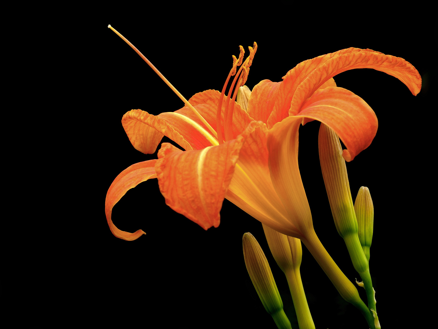 Gelbrote Taglilie (Hemerocallis fulva)