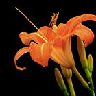 Gelbrote Taglilie (Hemerocallis fulva)