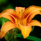 Gelbrote Taglilie (Hemerocallis fulva)