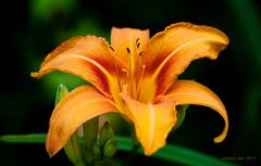 Gelbrote Taglilie (Hemerocallis fulva)