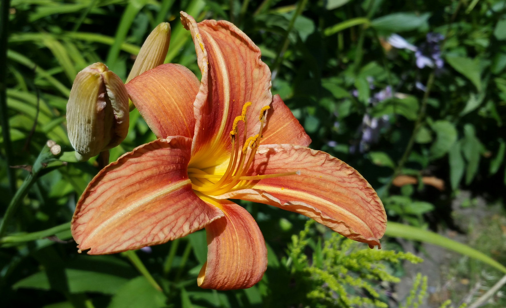 Gelbrote Taglilie (Hemerocallis fulva)...