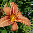 Gelbrote Taglilie (Hemerocallis fulva)...