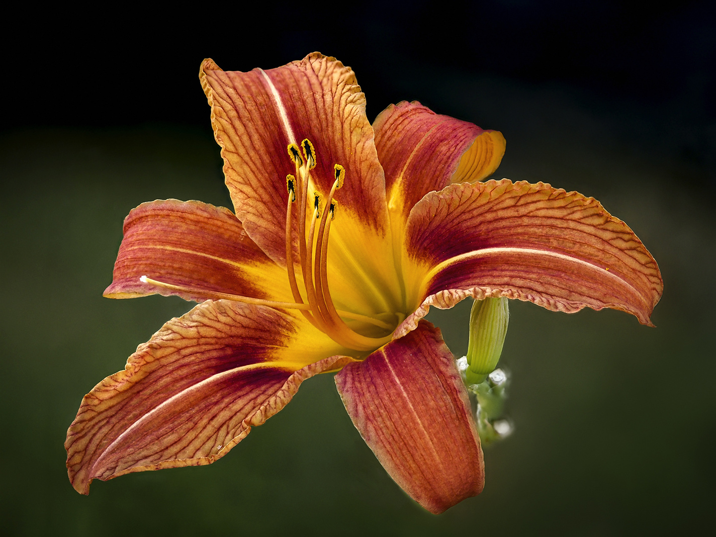 Gelbrote Taglilie (Hemerocallis fulva)