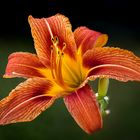 Gelbrote Taglilie (Hemerocallis fulva)