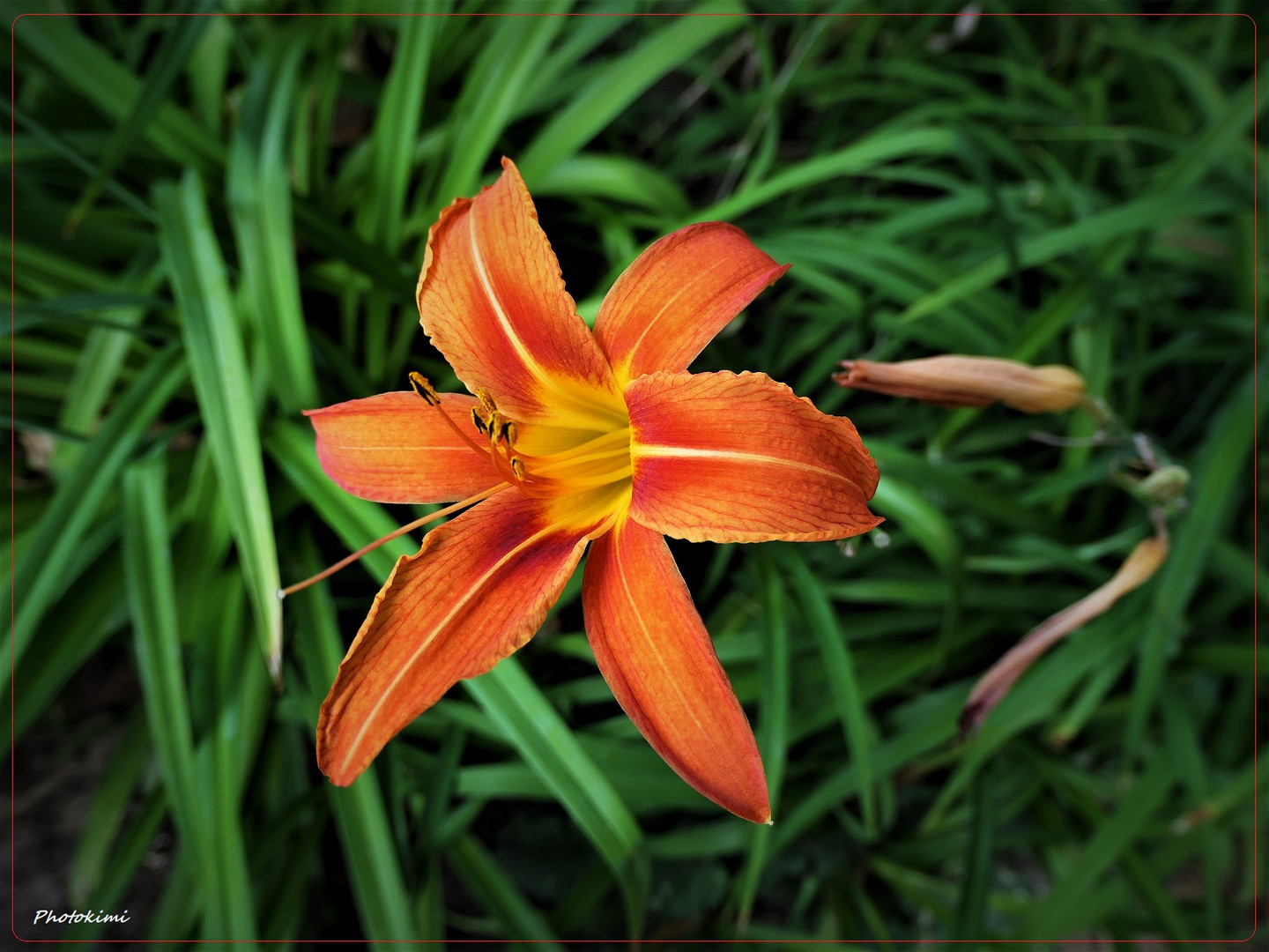 Gelbrote Taglilie (Hemerocallis fulva)