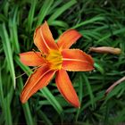 Gelbrote Taglilie (Hemerocallis fulva)