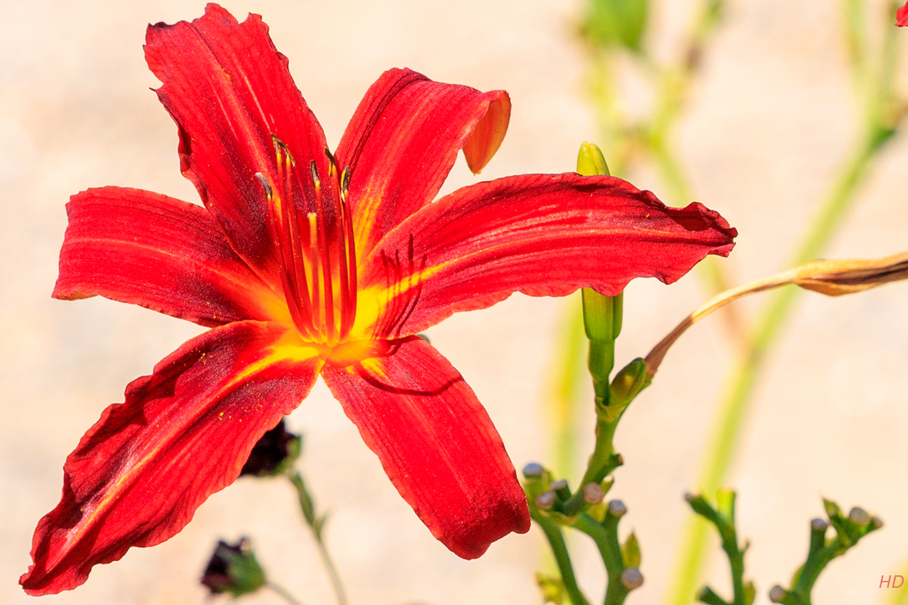 Gelbrote Taglilien-Blüte (Hemerocallis)