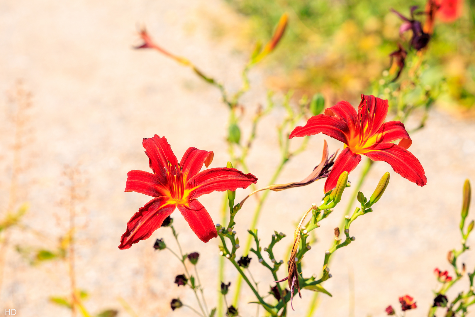 Gelbrote Taglilien (Hemerocallis)