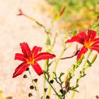 Gelbrote Taglilien (Hemerocallis)