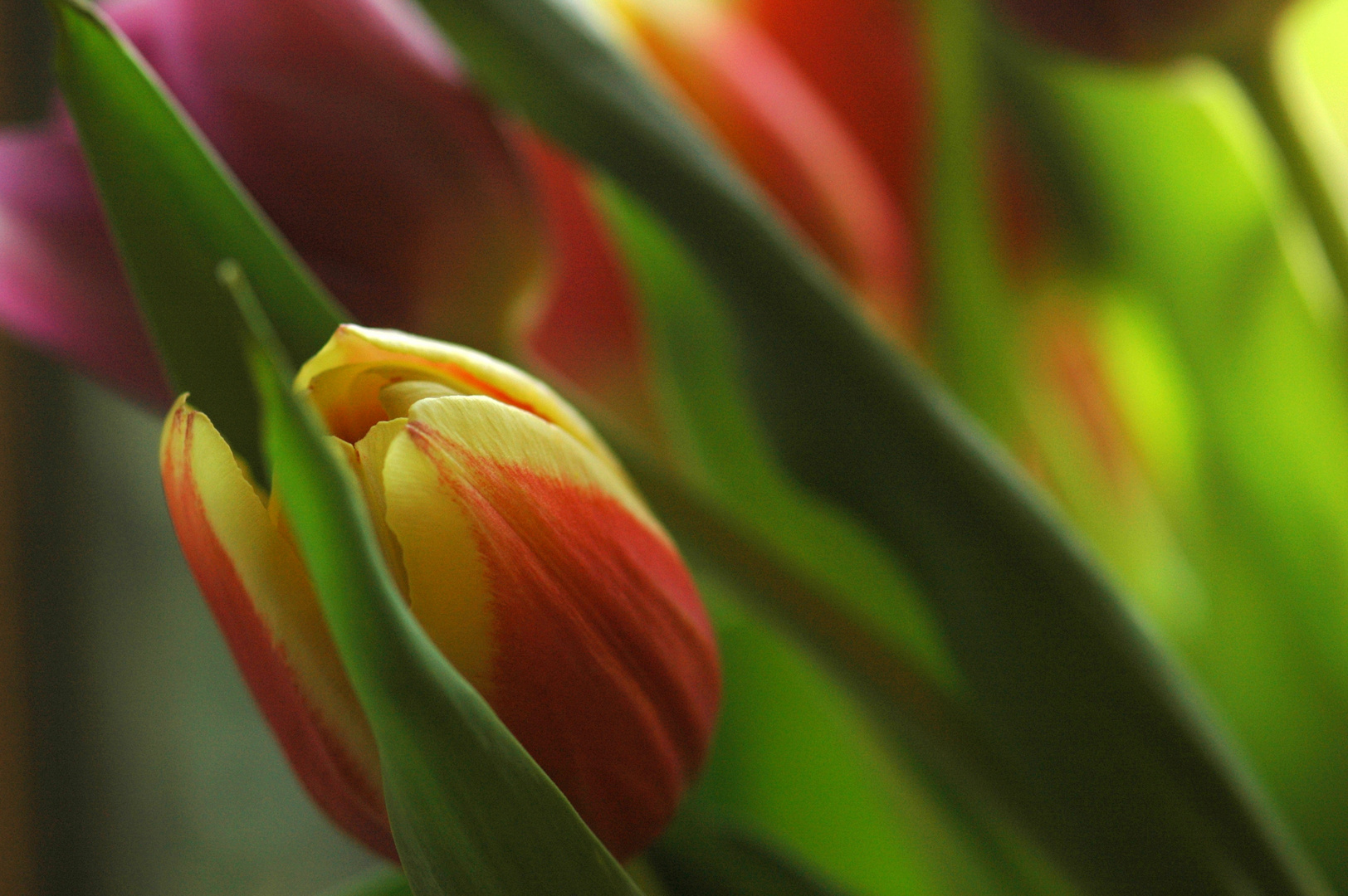 Gelbrote Tulpe