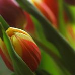 Gelbrote Tulpe