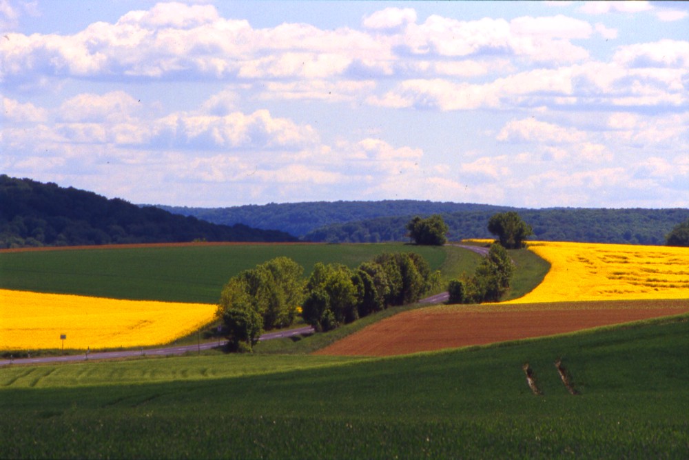 gelb.rot.grün