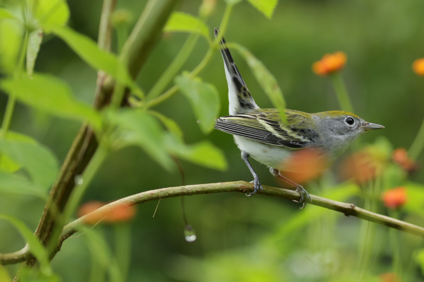 Gelbscheitel-Waldsänger (Setophaga pensylvanica)