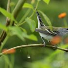 Gelbscheitel-Waldsänger (Setophaga pensylvanica)