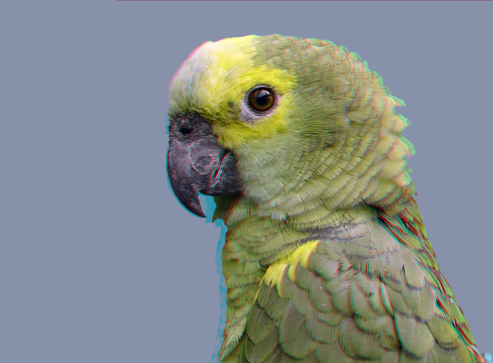 Gelbscheitelamazone (Amazona ochrocephala)