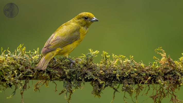 Gelbscheitelorganist-fm